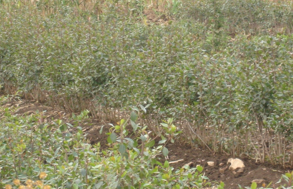 Khat is the main crop produced for cash in many of the mid-land and low land areas of the study site. 